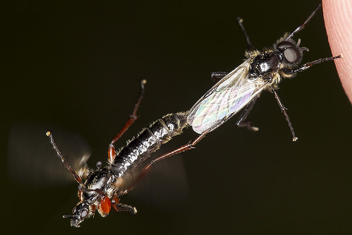 canonef100mmf28lmacroisusm canonmacroringlitemr14ex insect bugguide bibiovestitus diptera fly bibionidae marchfly