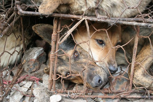 Dogs are transported like this for days without food or even water