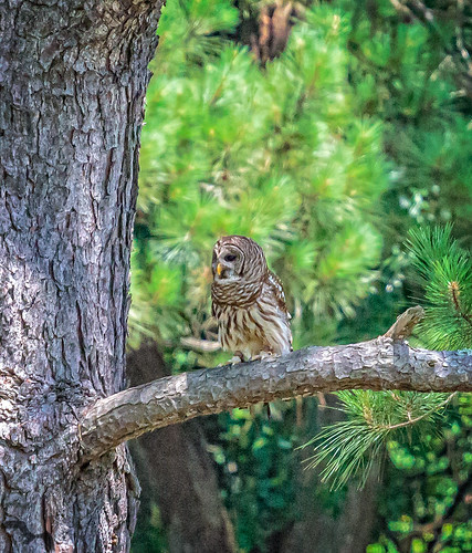 southcarolina owl barredowl awendaw avianconservationcenter thecenterforbirdsofprey