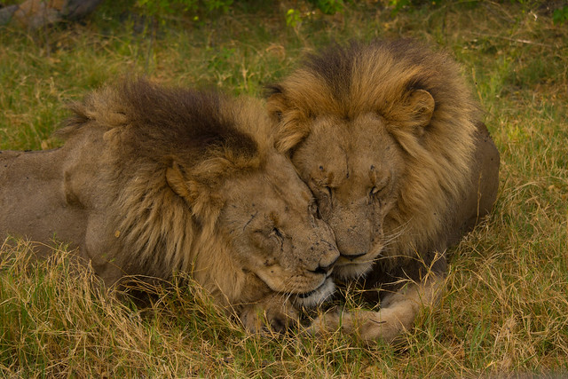 Grooming lions
