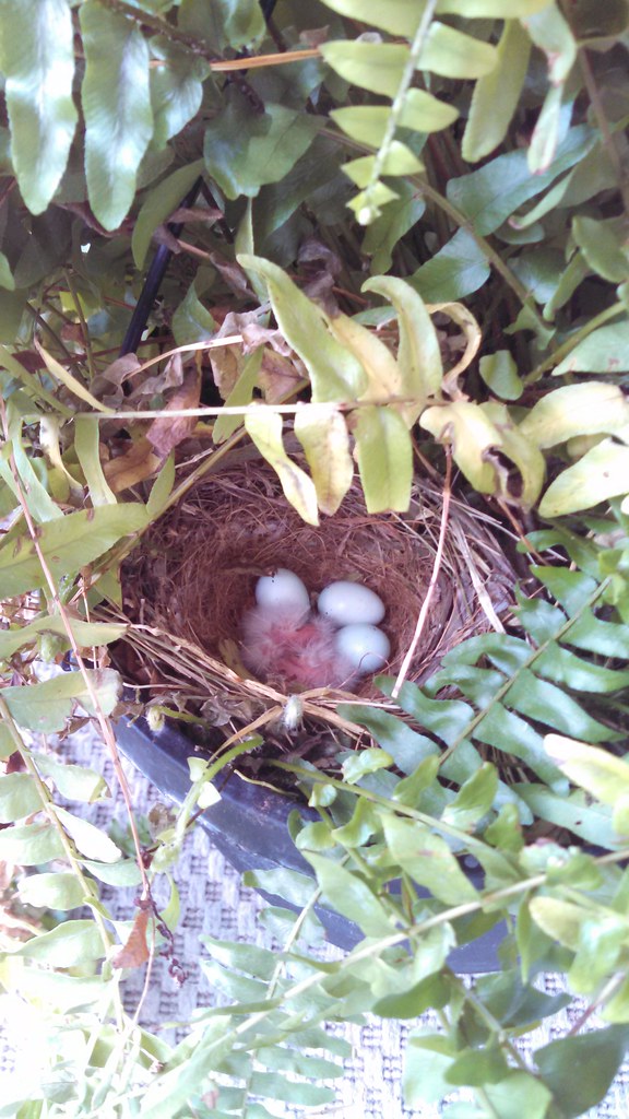 young hatchlings in a nest cozied in a potted fern