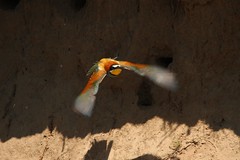 Guêpier d'Europe (4) - Merops apiaster