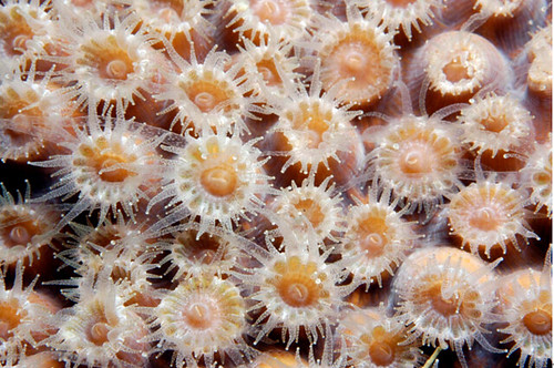珊瑚蟲。圖片來源: Schmahl, NOAA FGBNMS。