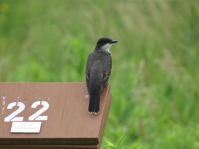 Eastern Kingbird at Evergreen Lake in McLean County, IL