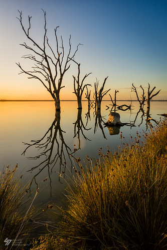 trees lake reflection sunrise dawn southaustralia riverland lakebonney