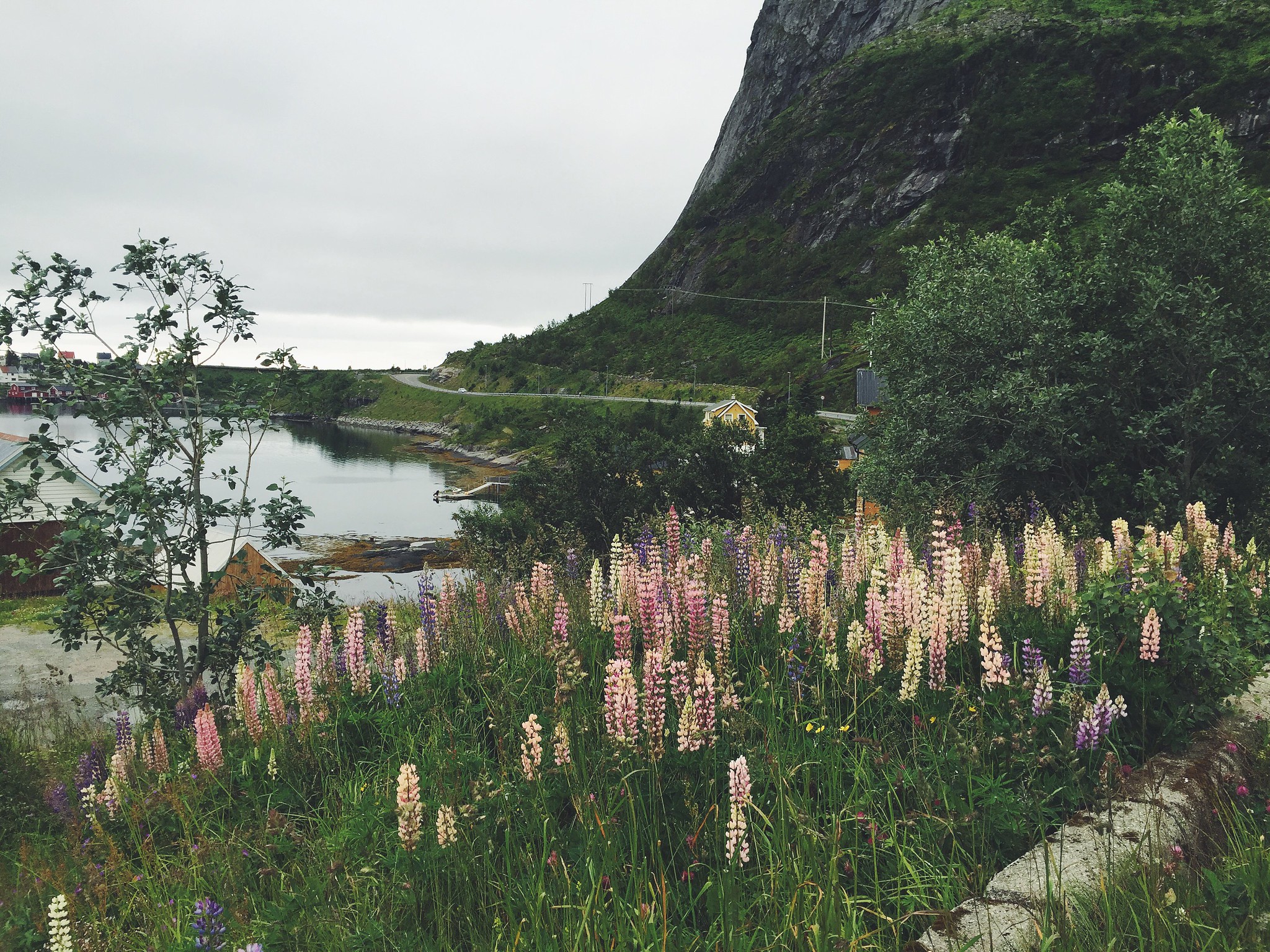 Blooms of Norway