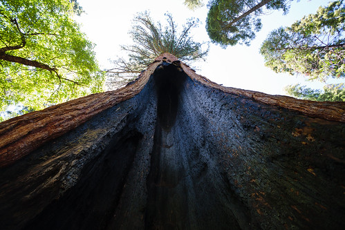 statepark forest ancient oldgrowth giantsequoia sequoiadendrongiganteum