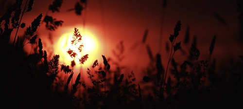 sunset grass bokeh lincolnshire fujifilm xm1