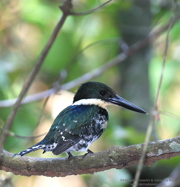Green-Kingfisher-blue-backed5195