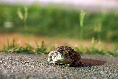 oklahoma toad