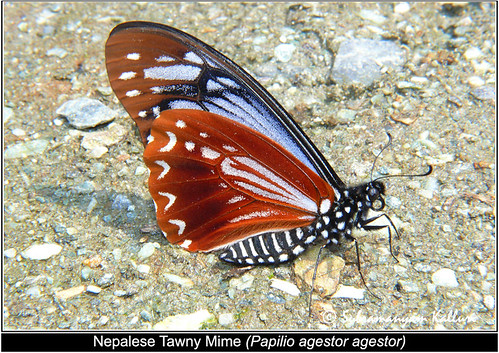 macro closeup insect butterflies insects fz50 nymphalidae insectindia butterfliesofindia butterfliesofnortheastindia lepidopreta