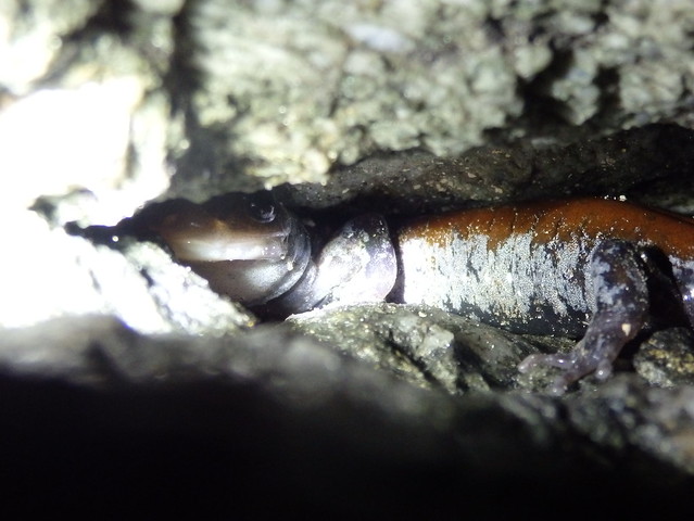 Yonahlossee salamander (Plethodon yonahlossee) Linville Gorge