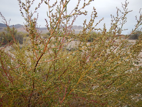 nevada tonopah ephedranevadensis sarcobatusvermiculatus atriplexconfertifolia suaedamoquinii artemisiaspinescens suaedanigra