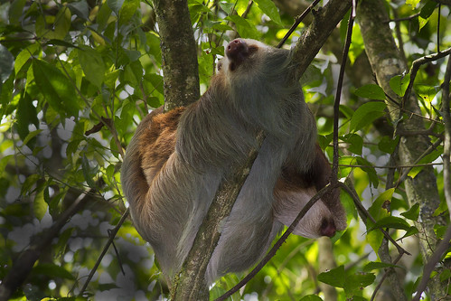 costarica sloth laselva sarapiqui twotoedsloth laselvabiologicalstation suenoazulhotel choloeppushoffmanni