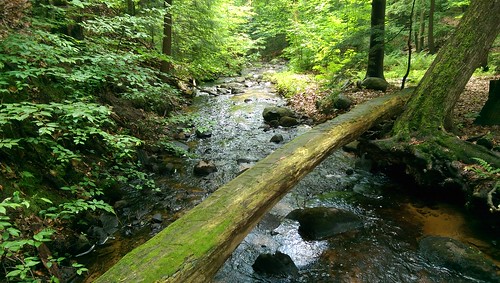 log htc water trees brook rural forest stream