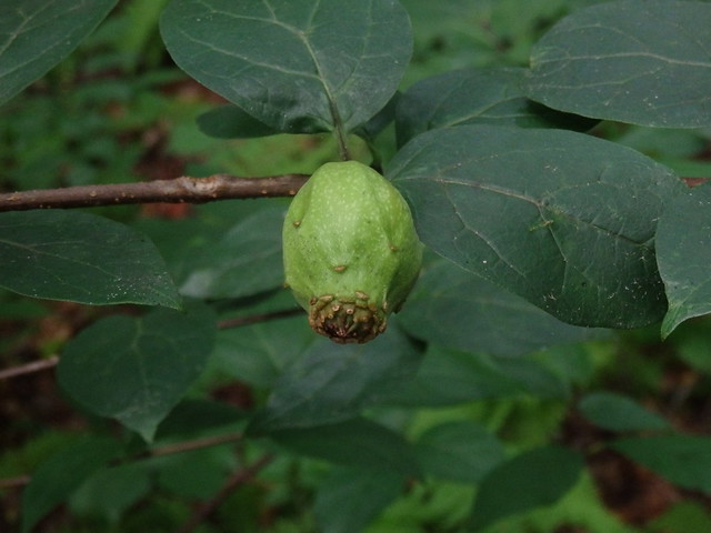Sweet Betsy (Calycanthus floridus) seed pod linville gorge