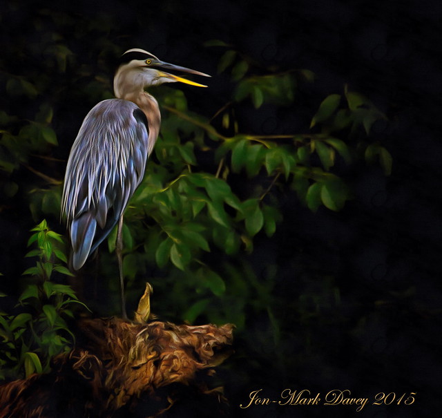 Great Blue Heron, the guardian of Hontoon island on the St. John's River