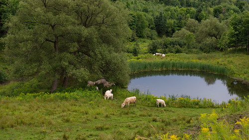 summer cow pond quebec québec été étang saintdamien vacheràtêtebrune stdamien