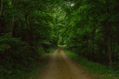 travel trees usa nature forest outside outdoors spring scenic overcast adventure dirtroad natcheztraceparkway dandangler