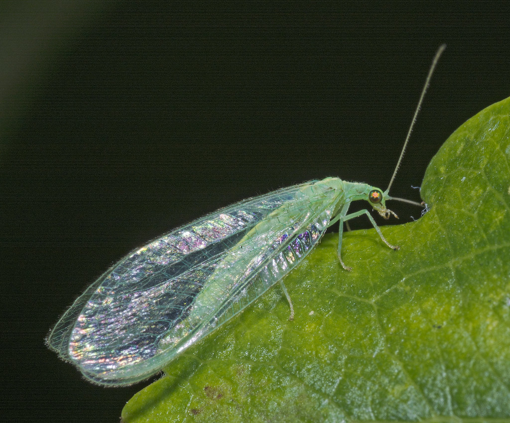 Lacewing 