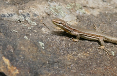 Common Wall Lizard (Podarcis muralis) female - Photo of Castanet-le-Haut