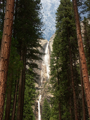 Ponderosa pines standing tall in front of Yosemite Falls in California