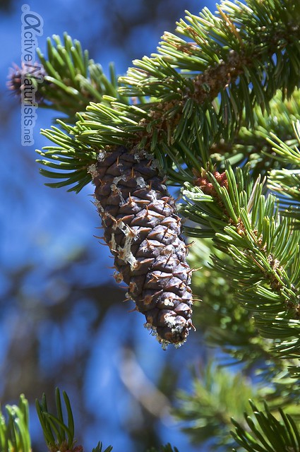 cones 0001 Ancient Bristlecone Pine Forest, California, USA