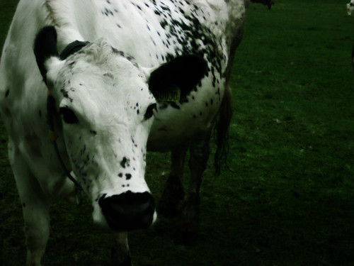 nature cow cattle sweden lapland sverige norrbotten fjällko