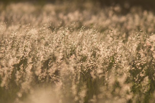 grass contraluz pasto grama backlit sunlit hierba zacate