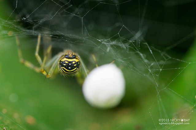 Comb-footed spider (Theridion sp.) - DSC_5323