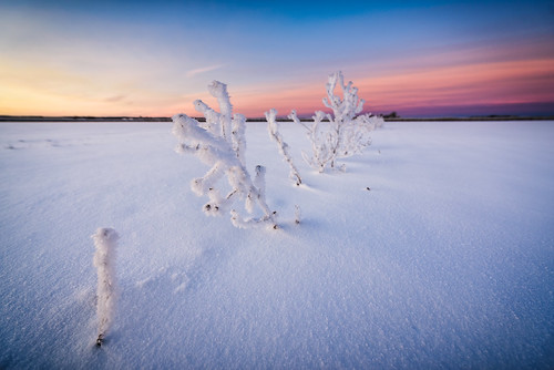 afsnikkor142428 uppsala nik nikond750 sunrise winter nikviveza2 snow uppsalalän sverige se outdoor sweden closeup plants field frozen