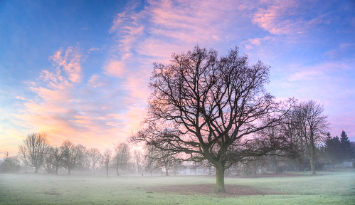 mist beaumontshill essex uttlesford sunrise tree greatdunmow
