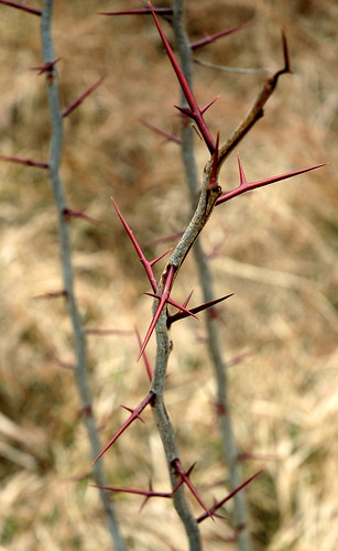 plant field landscape farm thorns