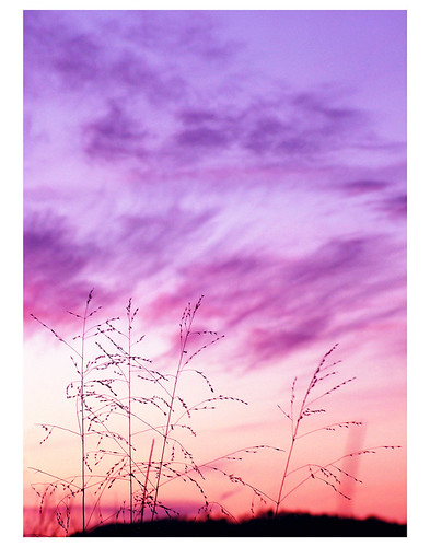 sunset sky plants nature grass clouds topv333 purple dusk country fragile wisp