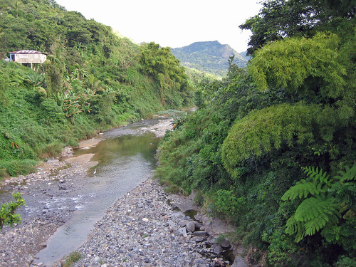 2005 cliff paisajes fern tree rio river puerto landscapes puertorico bamboo rico sd400 adjuntas bambu bambusa vulgaris cidra helechos oquendo