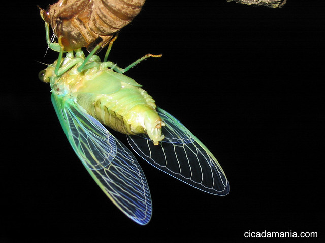 Male Tibicen tibicen (formerly Tibicen cholormera) Cicada