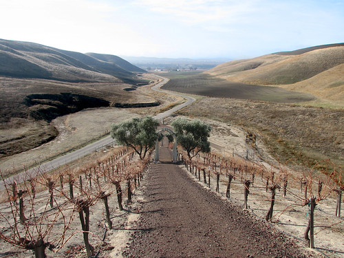 vineyard horizon olive chapel shandon shandonchapel emdotpcontest