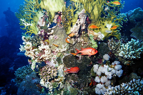 geotagged underwater view egypt scuba diving marsaalam soldierfish geolat2511985 geolon3487185