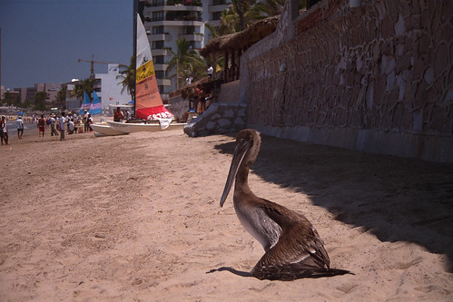 cruise bird beach geotagged mexico pelican mazatlán yourfavorites mexicounitedmexicanstates unitedmexicanstates image:Shot=2 camera:make=canon geo:country=mexico camera:model=eoselan image:rating=2 roll:type=gold1005 event:Type=travel event:Group=traceywb event:Code=199705cruise address:Tag=mazatlan geo:city=mazatlan image:CD=52003 image:CD=523 image:NegPage=0228 neg:page=0228 image:CDID=634030422792 image:Roll=912 cd:id=634030422792 cd:num=52 roll:num=912 roll:envelope=156534