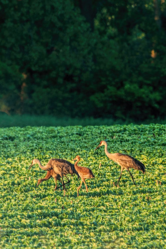 chickens birds animal rio wisconsin sunrise unitedstates cranes chicks sandhillcrane ©jrj ►longleggedwaders