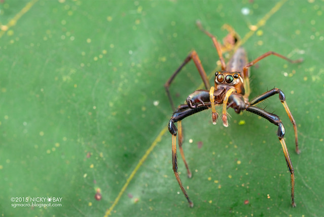 Big-jawed jumping spider (Parabathippus sp.) - DSC_4951