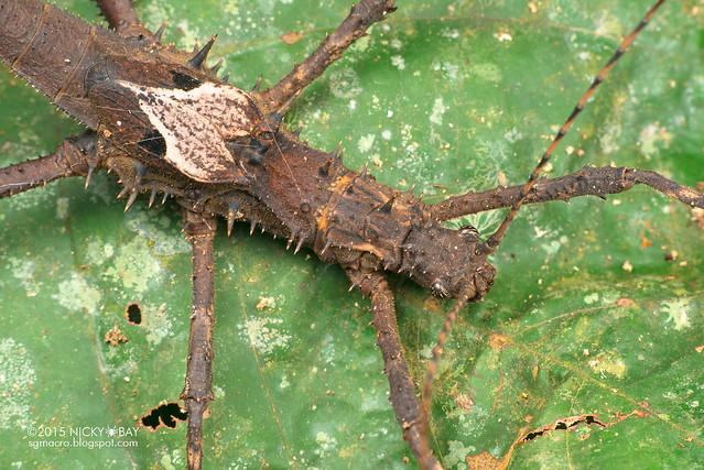 Stick insect (Phasmatodea) - DSC_5638