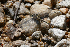 Blue-eyed Hook-tailed Dragonfly (Onychogomphus uncatus) male - Photo of Castanet-le-Haut