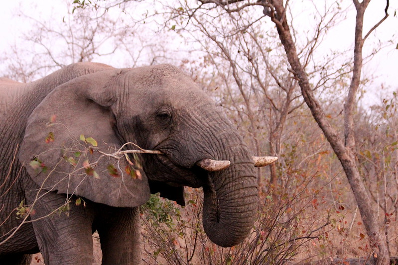 Elephant stripping the leaves off a tree branch