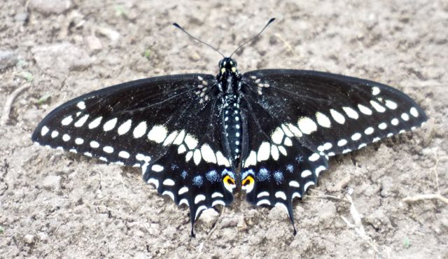 Black Swallowtail, SWRS