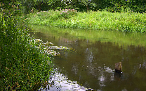 green nature water grass river landscape daylight poland polska natura nida zielony woda światło trawa rzeka krajobraz