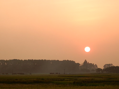 sunset cows peaceful fields smoky hanoi outskirts