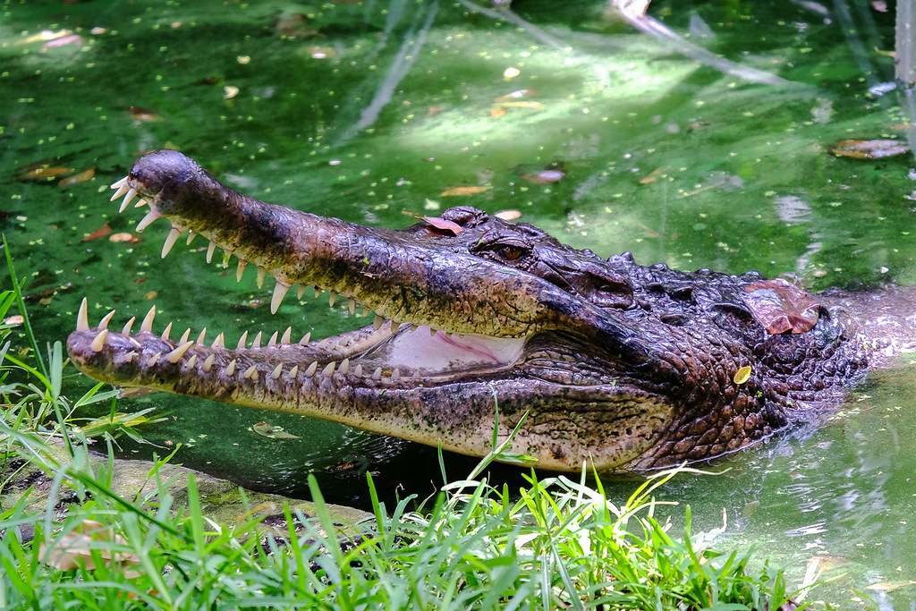 False Gharial Crocodile