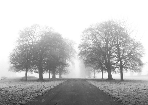 fog trees landscape mono blackandwhite bw noiretblanc