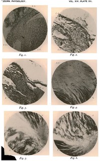 Plate XII, Journal of Physiology 14 (4-5) (1893). Figs. 1-6 from A.F. Stanley Kent, 'Researches on the Structure and Function of the Mammalian Heart'.